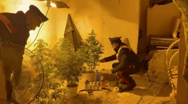 Messina, in casa con sette piante di marijuana: Arrestato 22enne