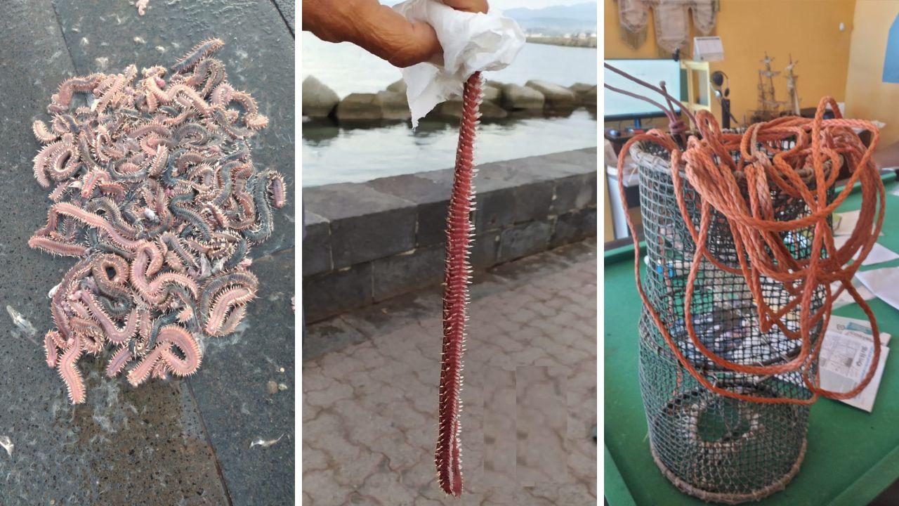 Allarme “vermocane” a Milazzo: i pescatori postano le trappole