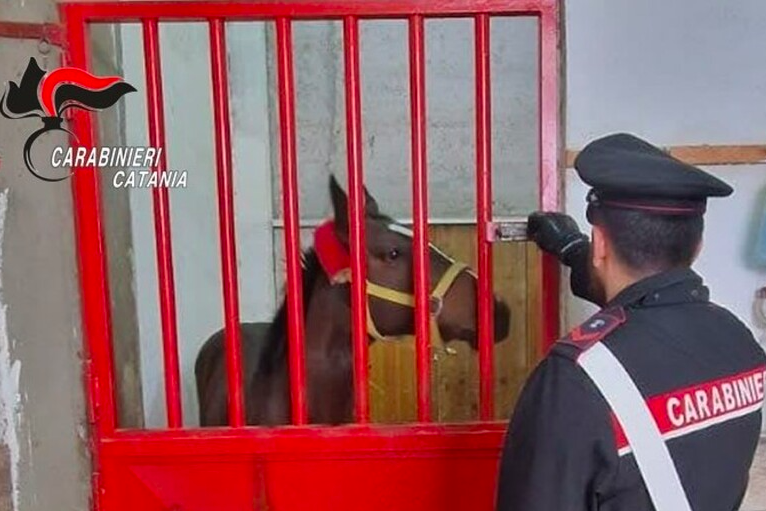 Catania, sequestrata stalla abusiva con cavalli e sostanze dopanti: multa da 36mila euro